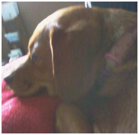 This is Sunshine. She is one of many animals that have been left abandoned on the street spending day after day scrounging for her food in garbage cans. She was picked up by the Indiana Humane Society where I found her and brought her home. The attendant there told me she was taken home and returned three times. We got her for a two-week trial basis, then made her a permanent member of our family. There are too many animals left in the shelters or to fend for themselves. Our communities need to dig deep into their pockets and donate some money to these places or search deep down in your hearts and take an animal home and make them a part of your family. —Suzanne Forringer