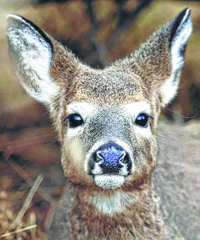Doe Licenses Go On Sale Monday, July 10