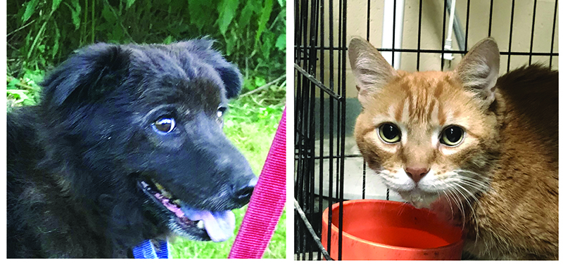PETS: Shelter Looks for Homes for This Week’s Orphans