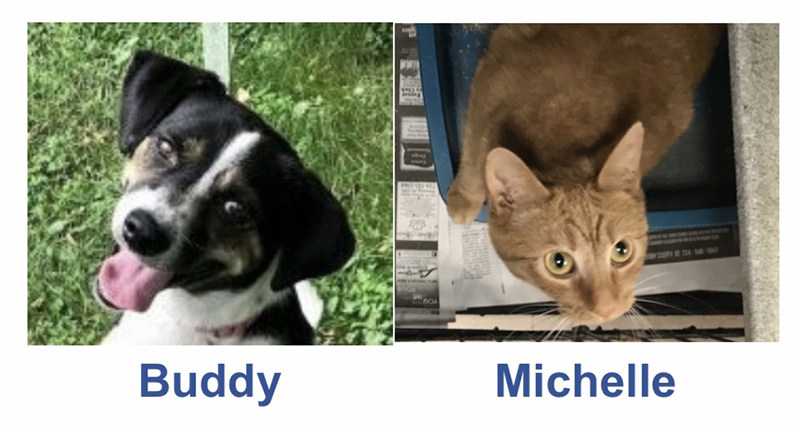 PETS: Take a Look at This Week’s Orphans!