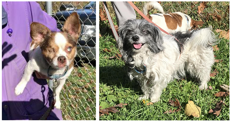 Beepers and Oreo at Orphans of the Storm